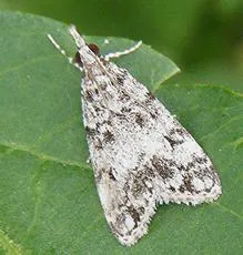 Scoparia ambigualis - photo 4