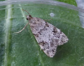 Scoparia ambigualis - photo 5