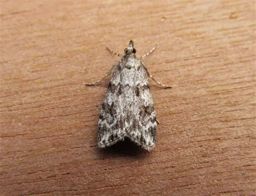 Scoparia ambigualis - photo 6