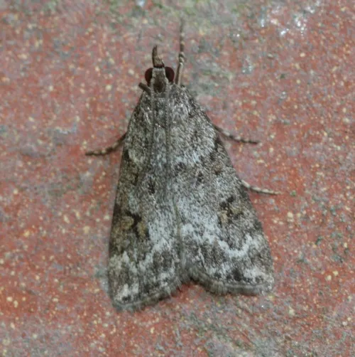 Scoparia ambigualis - photo 7