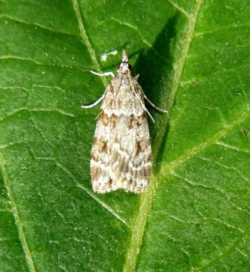 Scoparia ambigualis - photo 8