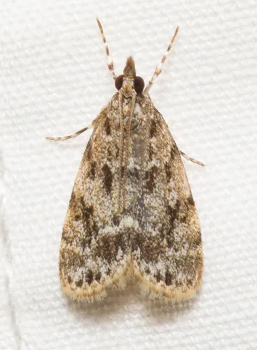 Many-spotted Scoparia - Hodges#4719