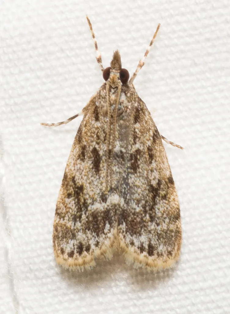 Many-spotted Scoparia - Hodges#4719 - photo 2