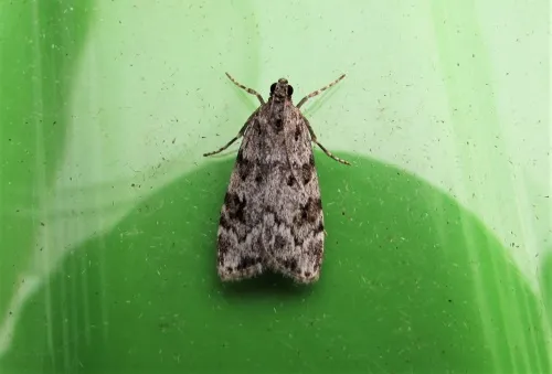 Scoparia basistrigalis