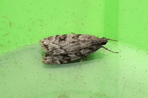 Scoparia basistrigalis - photo 2