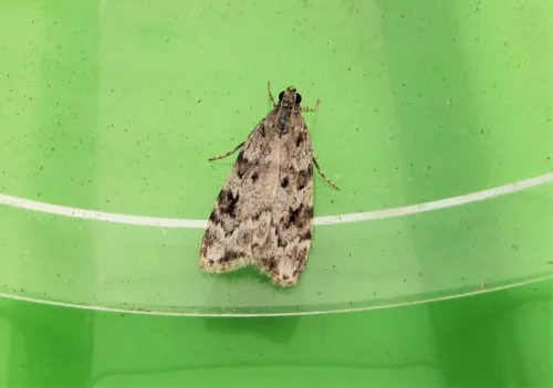 Scoparia basistrigalis - photo 3