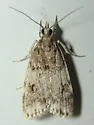 Scoparia cinereomedia - Hodges#4718