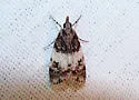 Scoparia cinereomedia - Hodges#4718 - photo 2