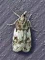 Scoparia cinereomedia - Hodges#4718 - photo 3