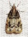 Scoparia cinereomedia - Hodges#4718 - photo 4