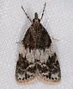 Scoparia cinereomedia - Hodges#4718 - photo 5