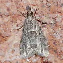 Scoparia dominicki - Hodges#4720