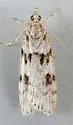 Scoparia normalis - Hodges#4710 - Scoparia normalis
