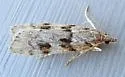 Scoparia normalis - Hodges#4710 - photo 2