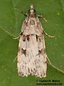 Scoparia normalis - Hodges#4710 - photo 3