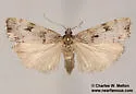 Scoparia normalis - Hodges#4710 - photo 4