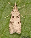 Scoparia normalis - Hodges#4710 - photo 5