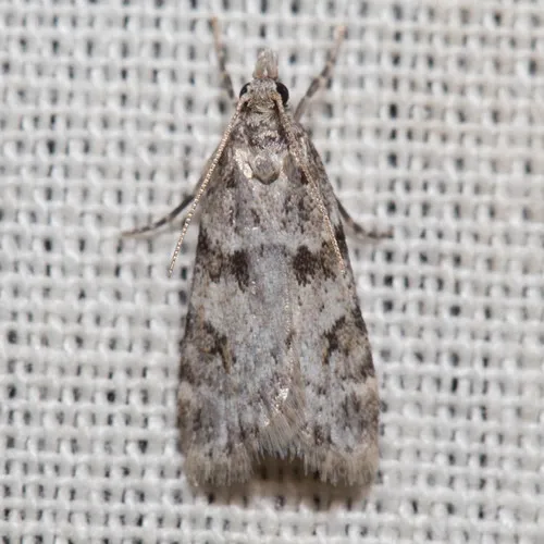 Scoparia palloralis - Hodges#4711