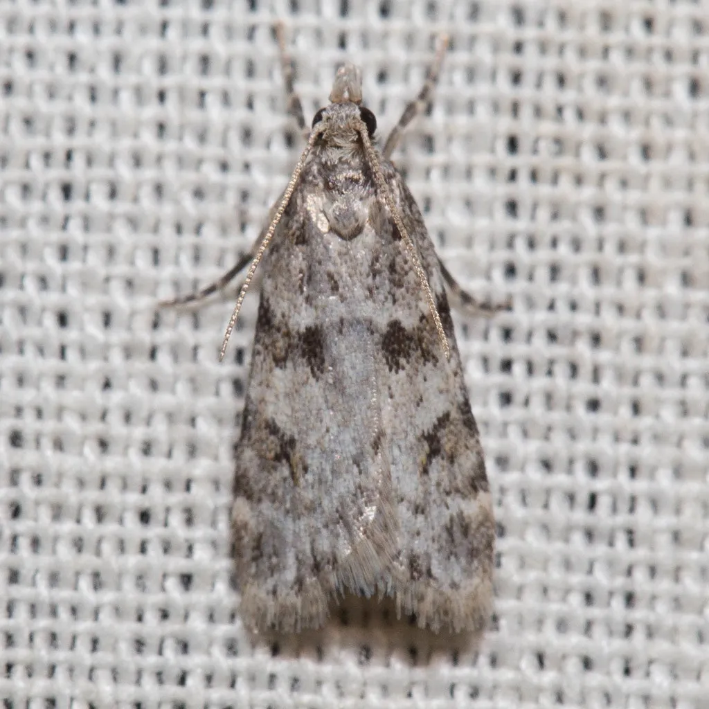 Scoparia palloralis - Hodges#4711 - photo 2