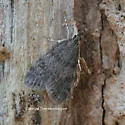 Dark-brown Scoparia Moth - Hodges#4717 - Scoparia penumbralis
