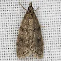 Dark-brown Scoparia Moth - Hodges#4717 - photo 2