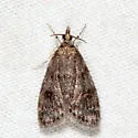 Dark-brown Scoparia Moth - Hodges#4717 - photo 3