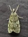 Dark-brown Scoparia Moth - Hodges#4717 - photo 4