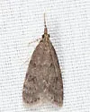 Dark-brown Scoparia Moth - Hodges#4717 - photo 5
