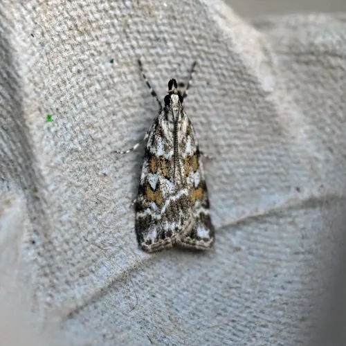 Scoparia pyralella - Scoparia pyralella