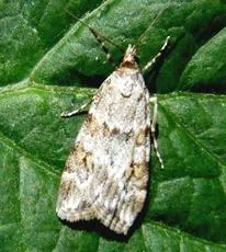 Scoparia pyralella - photo 2