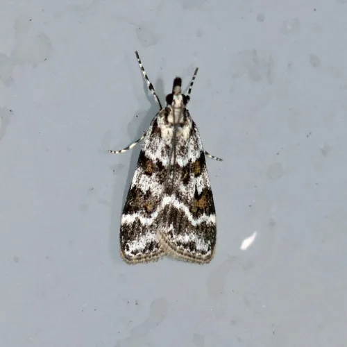 Scoparia pyralella - photo 3