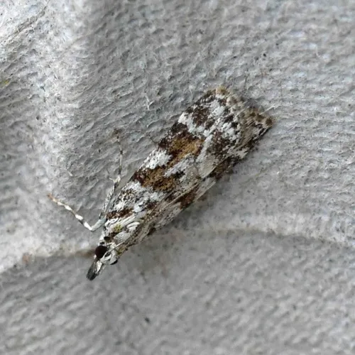 Scoparia pyralella - photo 4
