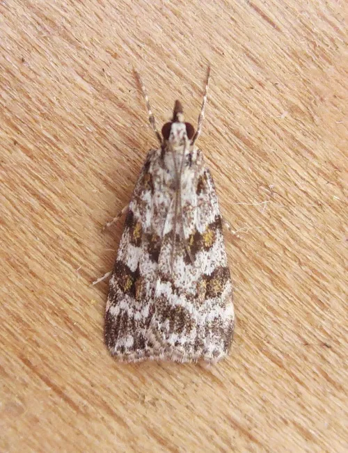 Scoparia pyralella - photo 5