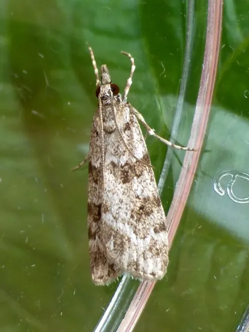 Scoparia pyralella - photo 6