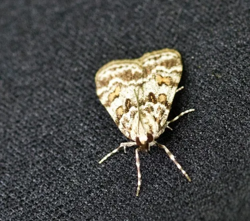 Scoparia pyralella - photo 7