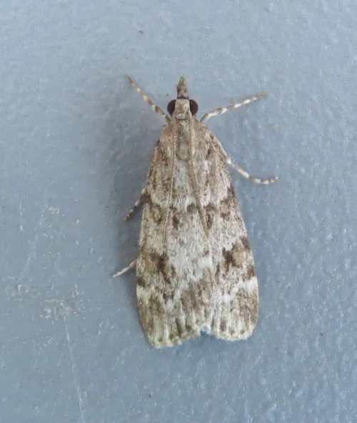Scoparia pyralella - photo 8