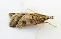 Scoparia rigidalis - Hodges#4708 - photo 2