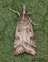 Scoparia rigidalis - Hodges#4708 - photo 3