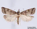 Scoparia rigidalis - Hodges#4708 - photo 4