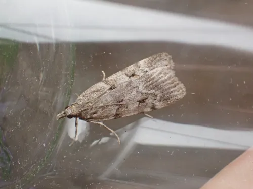 Scoparia subfusca - Scoparia subfusca