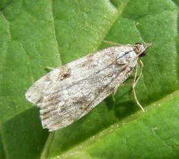 Scoparia subfusca - photo 2