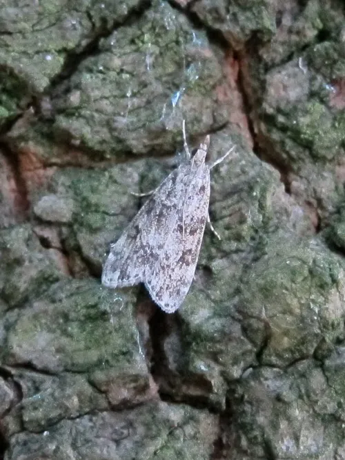 Scoparia subfusca - photo 3