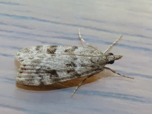 Scoparia subfusca - photo 4