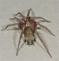 Scopoides catharius - photo 2
