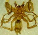 Scopoides naturalisticus