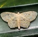 Scopula apparitaria - Hodges#7153