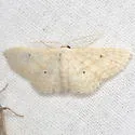 Scopula benitaria - Hodges#7155