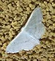 Scopula benitaria - Hodges#7155 - photo 2