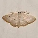 Scopula benitaria - Hodges#7155 - photo 4
