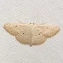 Scopula benitaria - Hodges#7155 - photo 5